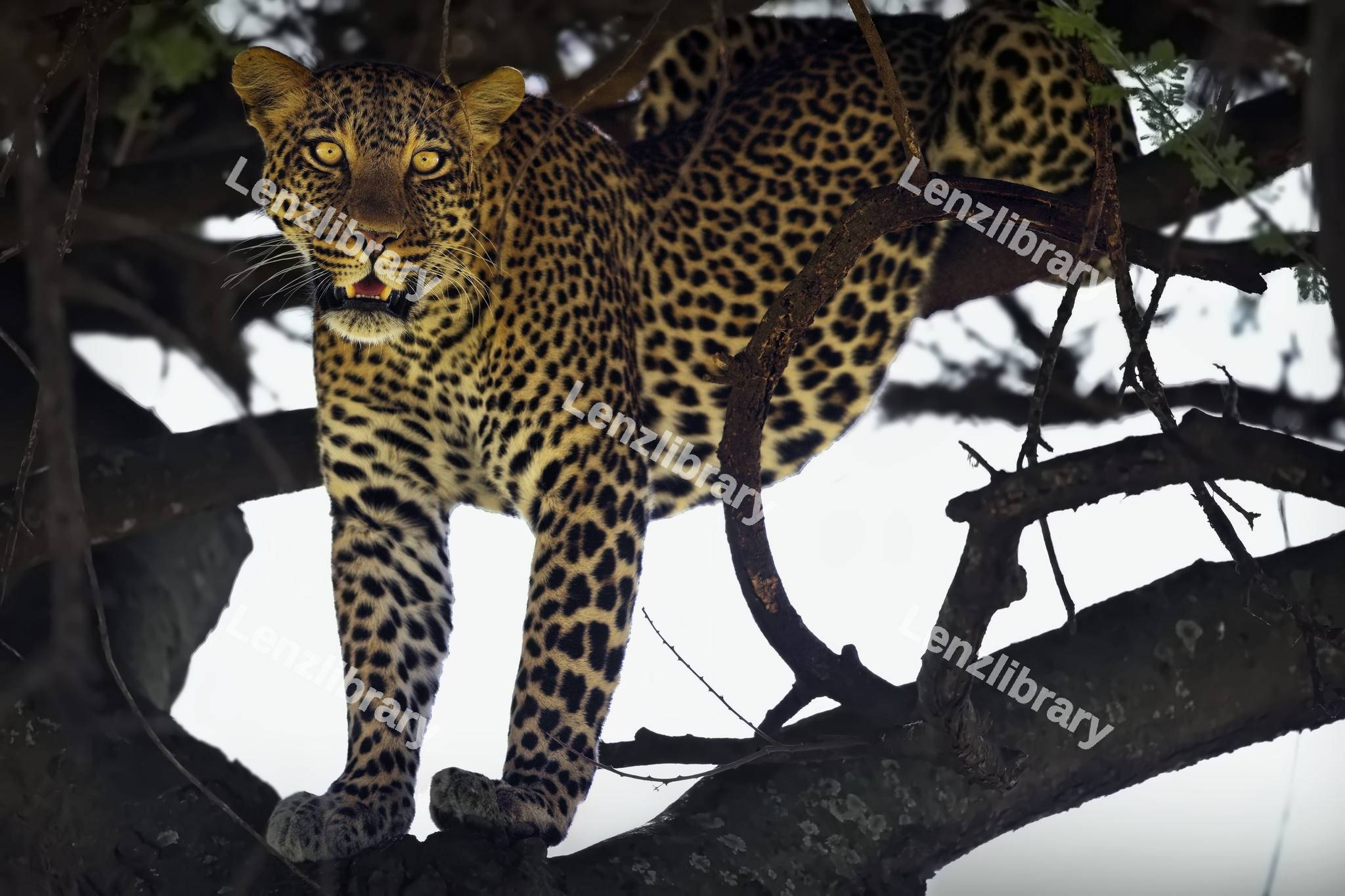 African Leopard